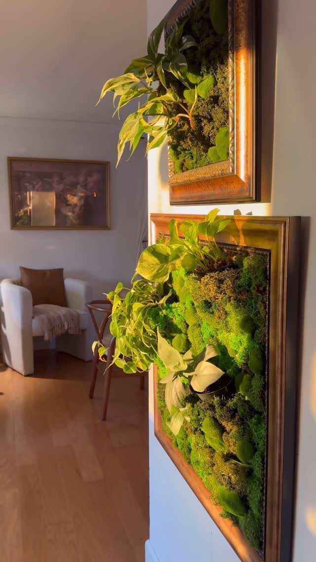 Framed vertical gardens with green moss and plants hanging on a white wall.